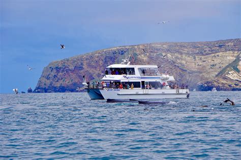 whale watching oxnard california.